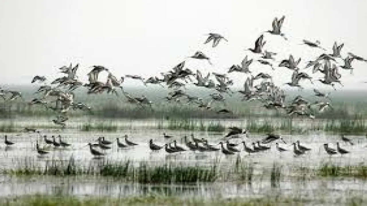 Birds back in Bhitarkanika with the onset of monsoon