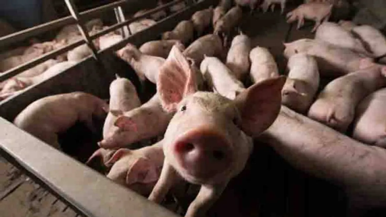 China's swine fever outbreak threatens other Asian countries