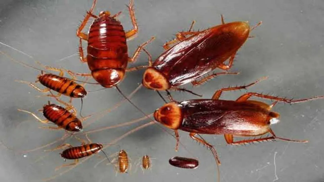 Cockroaches Found Living Inside Chinese Man's Ear