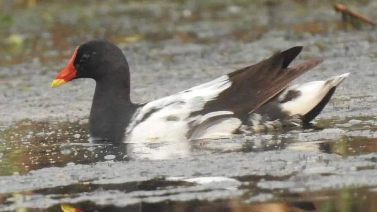 Odisha: Rare Bird Sighted At Mangalajodi Wetland; Identified As Common Moorhen