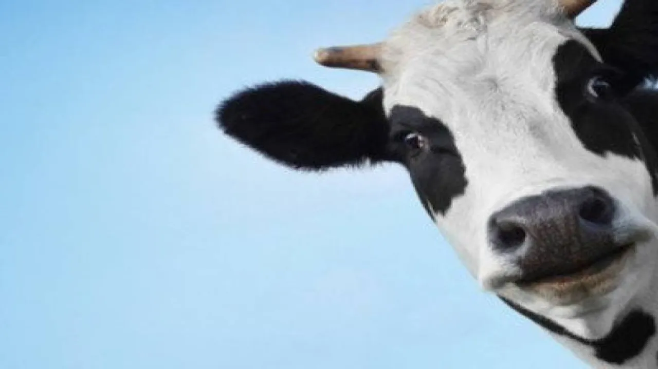 Cow immune system inspires new therapies for humans