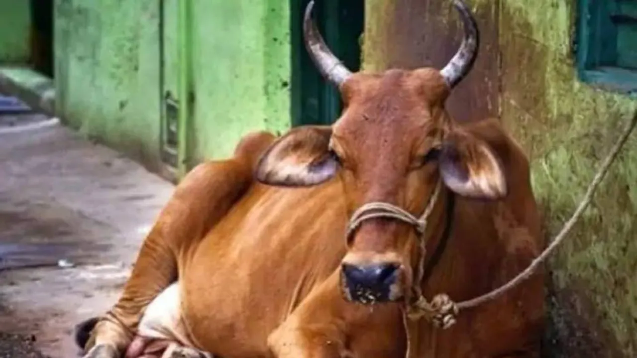 In its death, cow brings together members of various communities in Mathura village