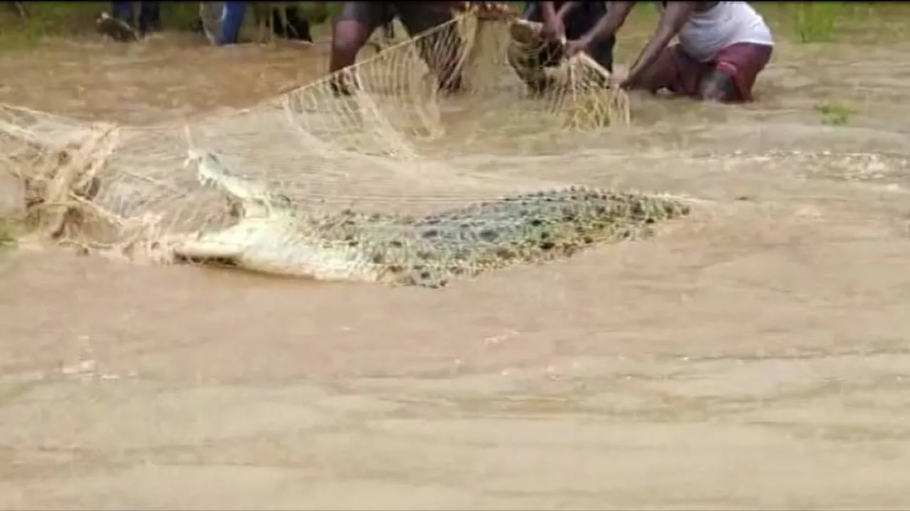 Villagers In Odisha Trap Giant Salt Water Crocodile
