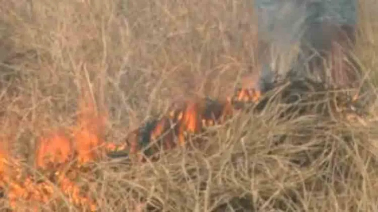 Odisha Farmer Sets Crop On Fire