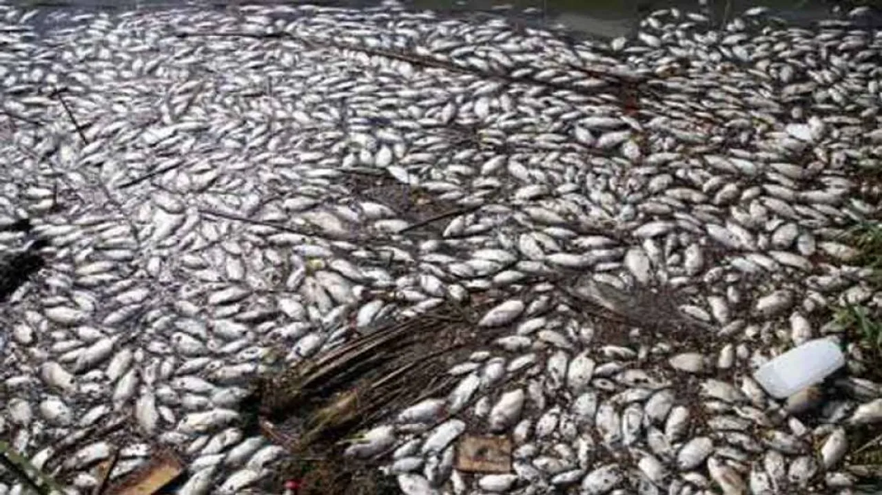 Thousands Of Fish Die Due To Lack Of Oxygen In Ranchi