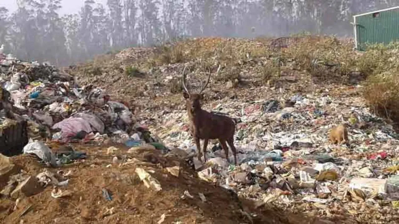 Viral picture of deer feeding on heaps of garbage is just despairing!