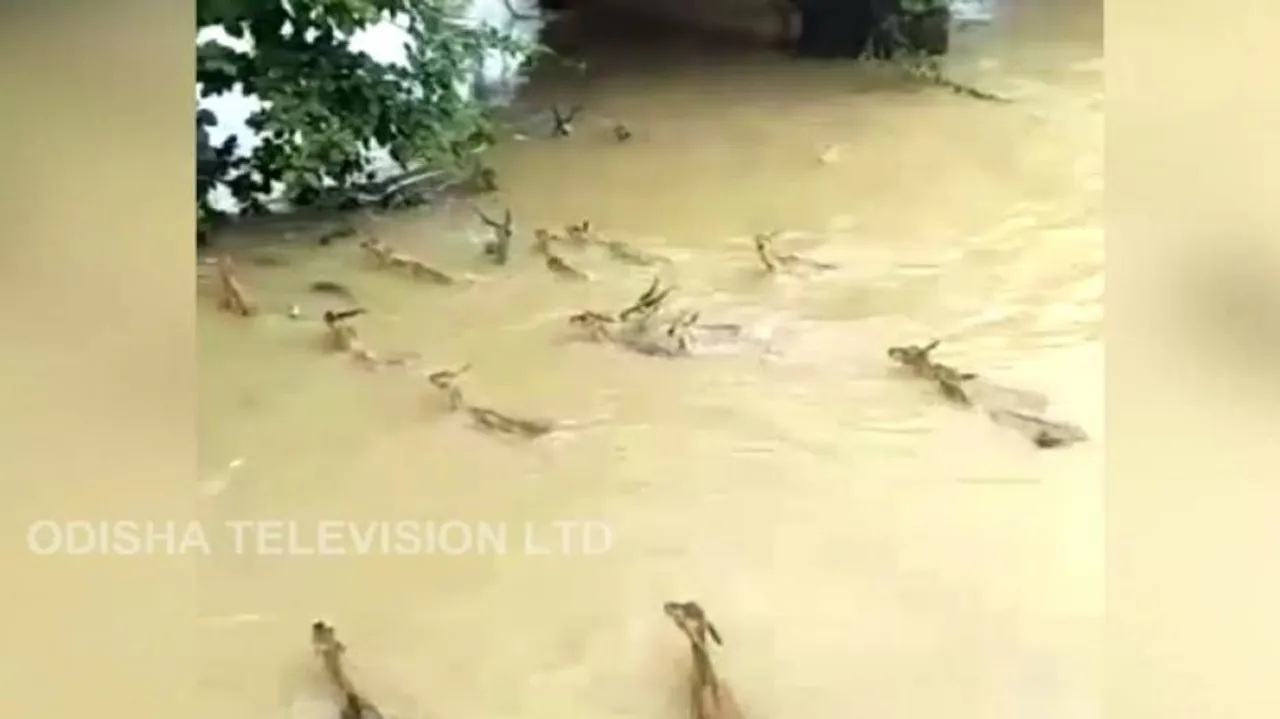 Blackbucks swept away in floodwaters, fate unknown