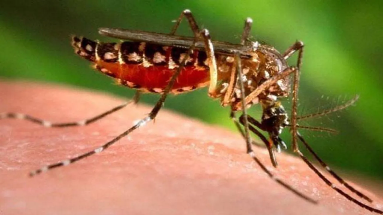Dengue Grips Odisha Amidst Coronavirus Scare, 61 Positive Cases Identified