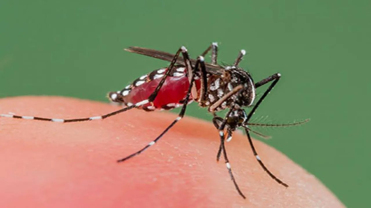 Aedes Mosquito