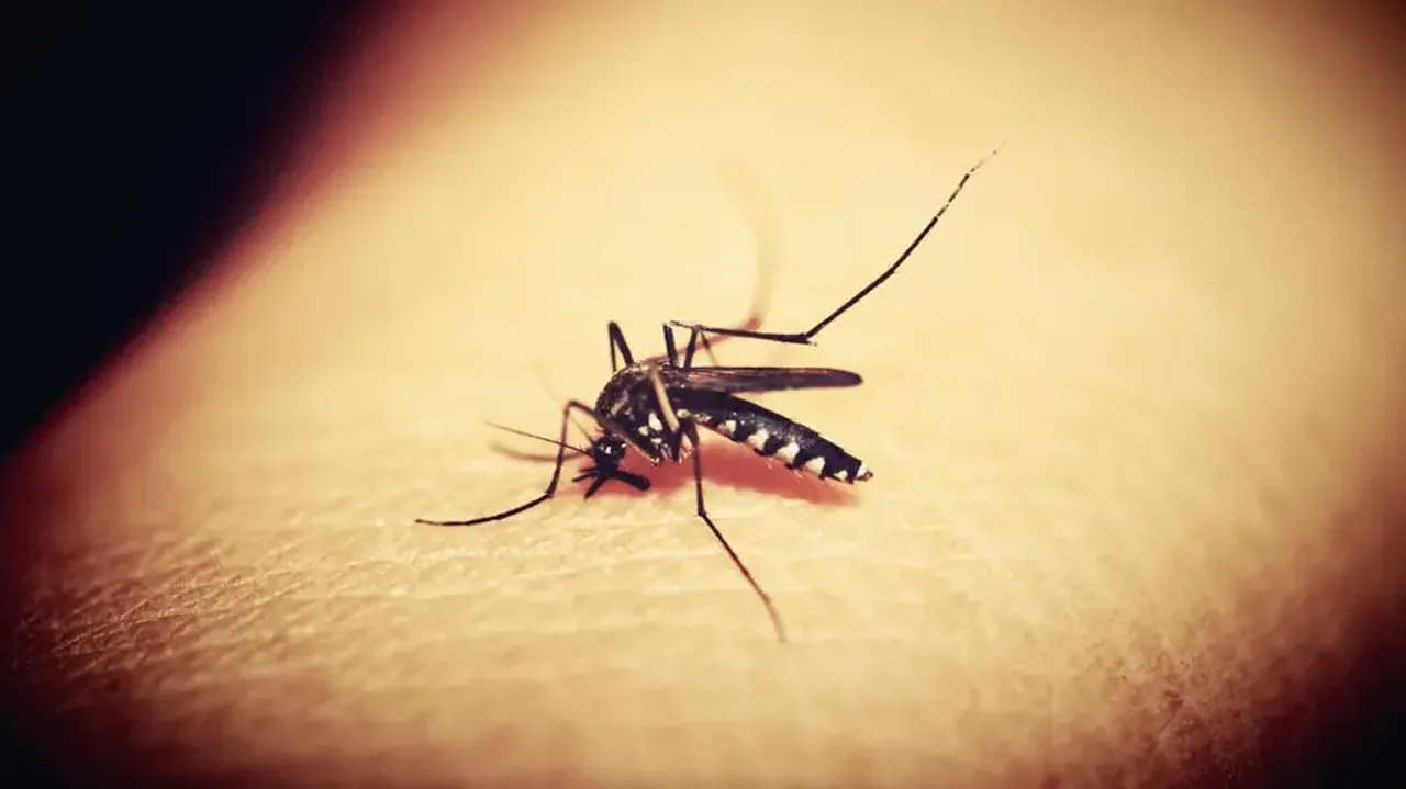 Dengue