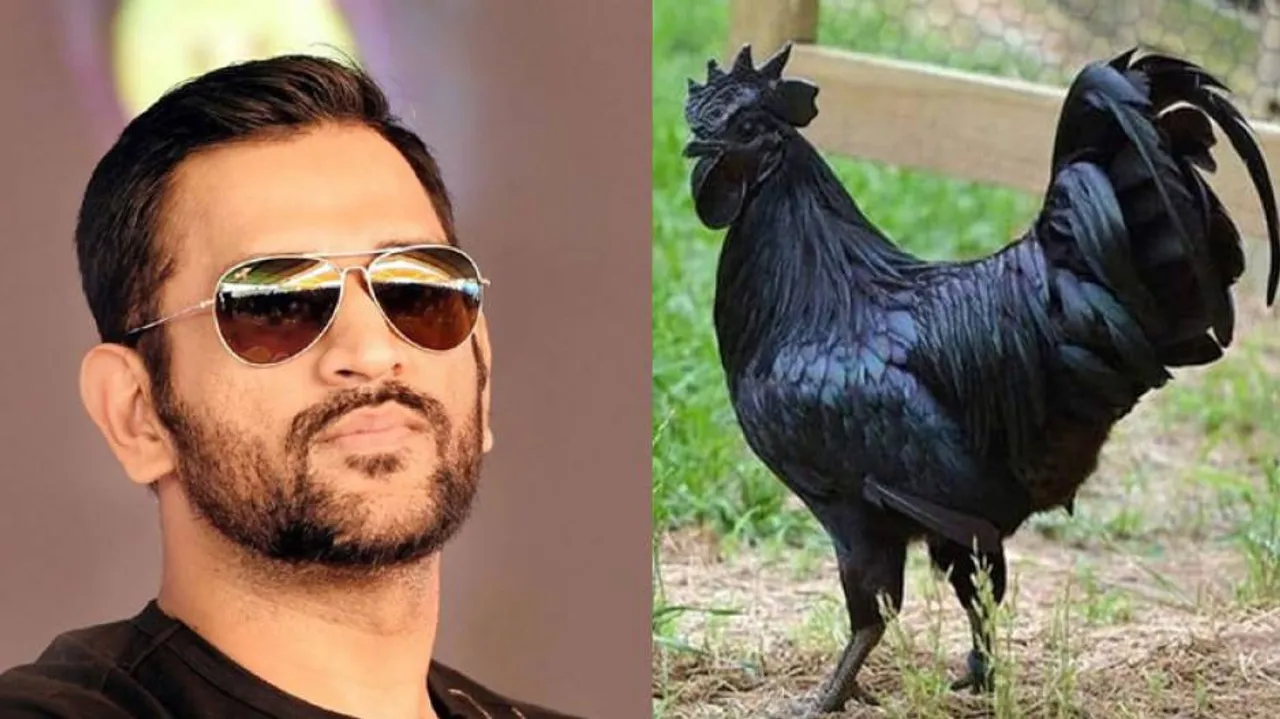 Dhoni Bats For Kadaknath, Will The Chicken Be Liked By Foodies In India?