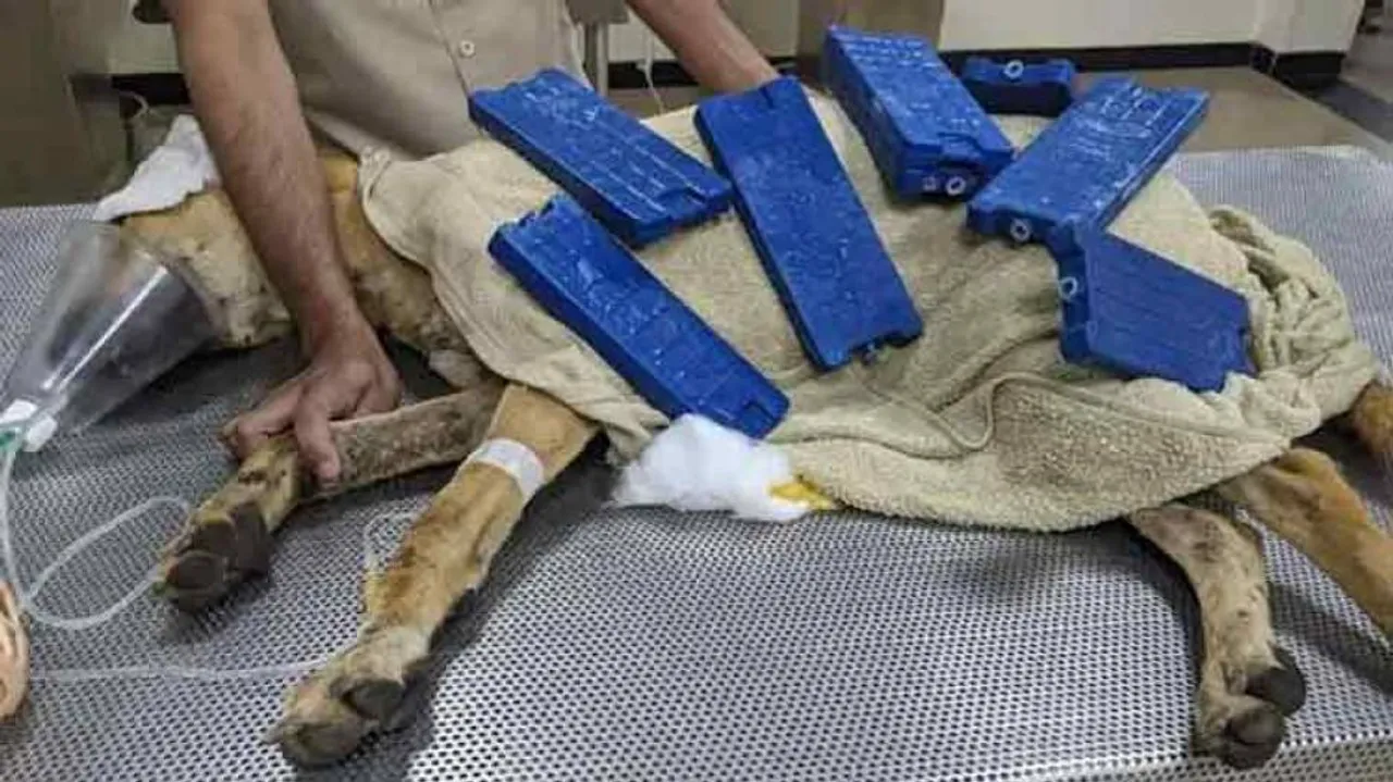 Pvt Security Guards In Gurgaon Caught Thrashing Street Dog, Attempt To Bury It Alive