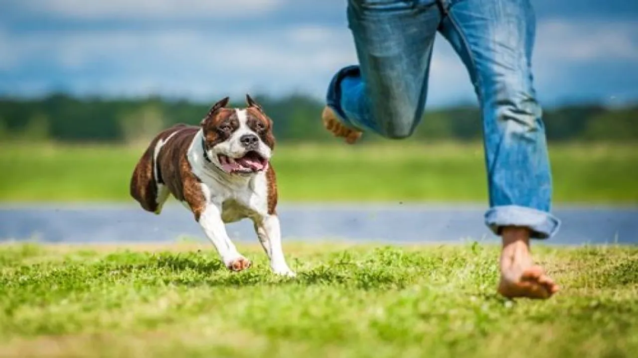 Anxious men more prone to dog bites