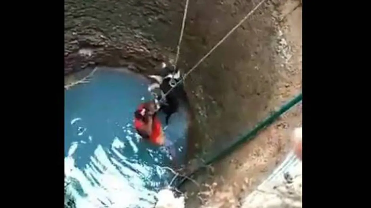 Woman Wins Hearts For Saving Stray Dog From Drowning In 30 Ft Deep Well