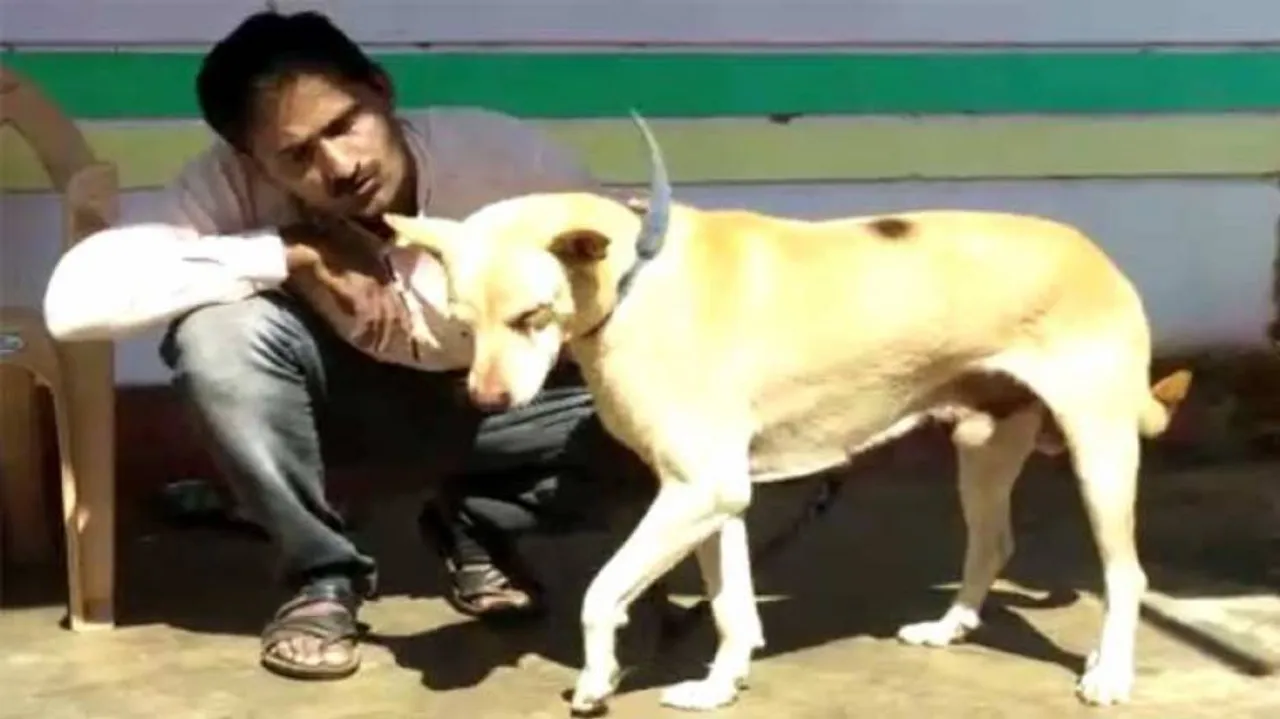 Brave Dog Fights Off Cobra To Save Owner In Odisha