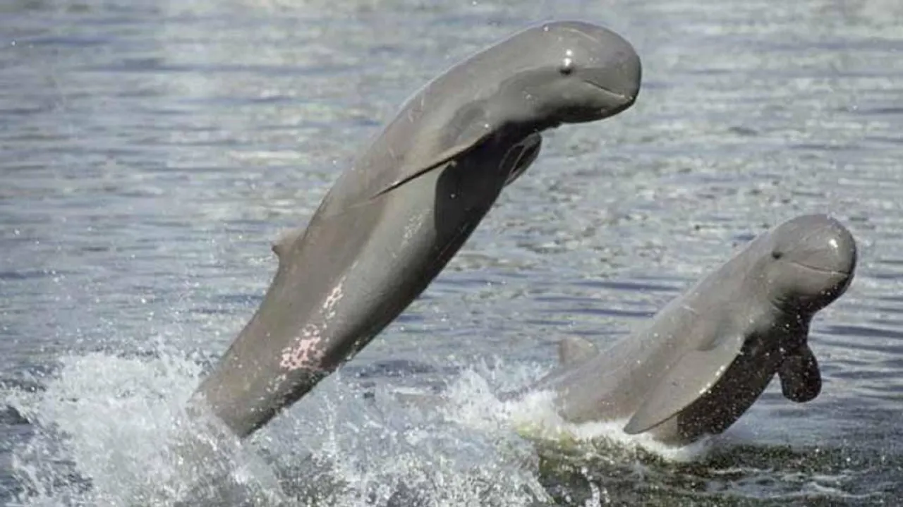 Column: Save The Dolphins