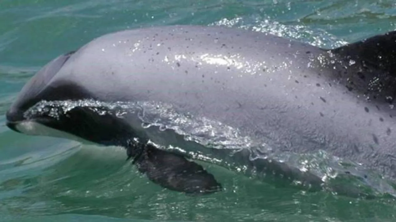 Odisha: Dolphin Population In Chilika Rises To 156