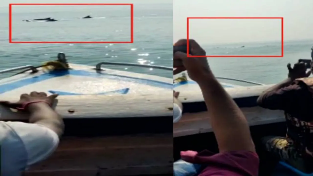 Watch: Dolphins Splashing In Sea At Chandrabhaga Amuse Visitors