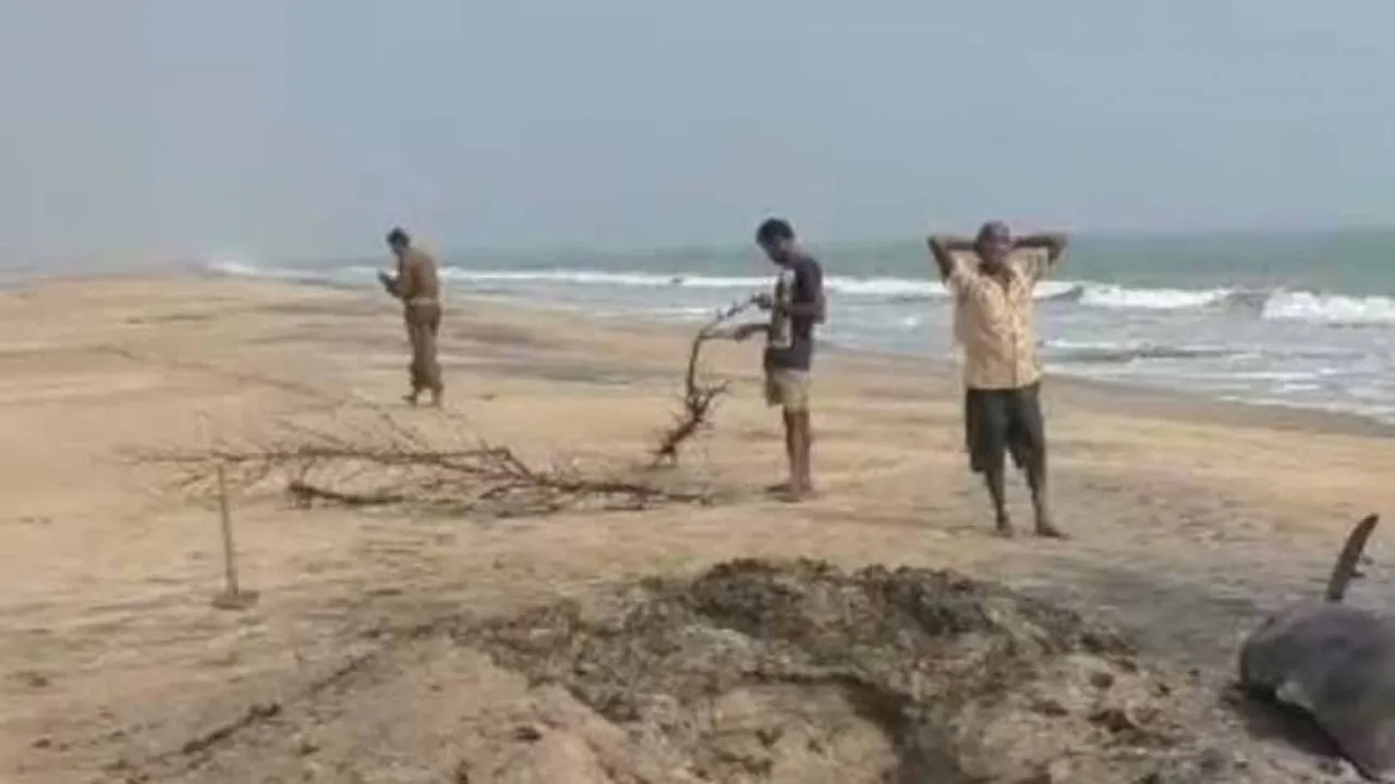 Dolphin Carcasses Washed Ashore In Odisha