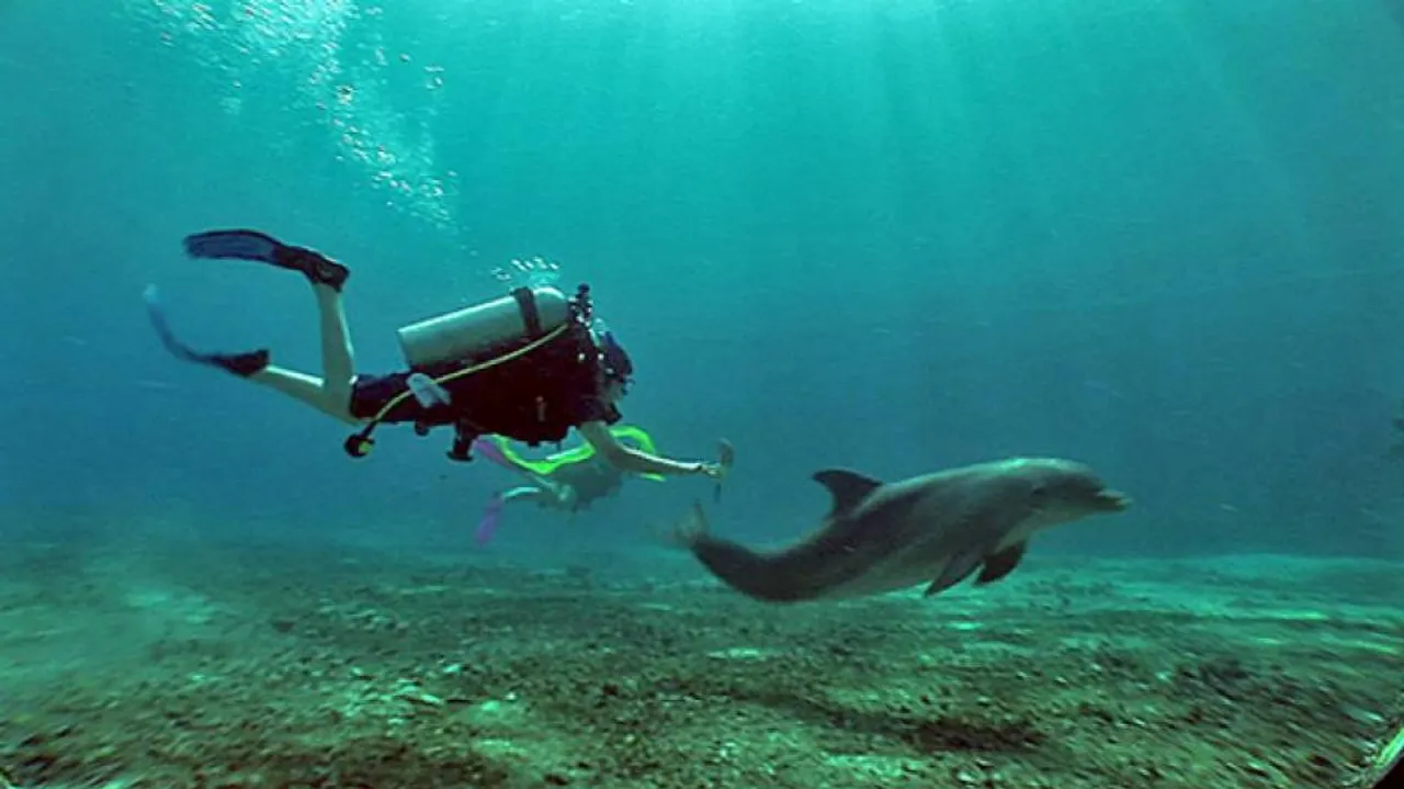 Now, a smartphone for dolphins to play games