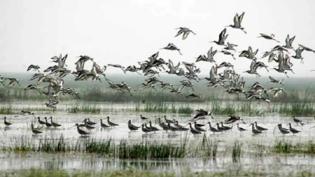 Annual Bird Census Begins In Odisha