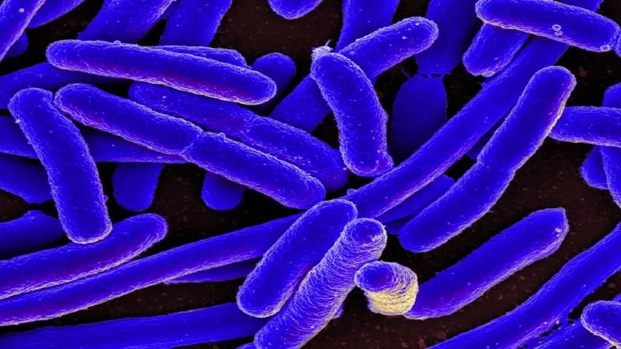 NASA to launch E. Coli into orbit to study antibiotic resistance