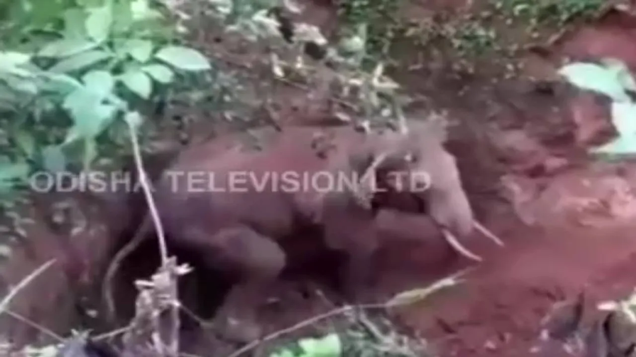 Baby elephant rescued from a ditch in Rairakhol