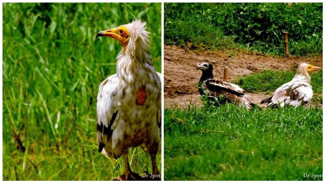 Rare Egyptian vultures sighted in Ganjam