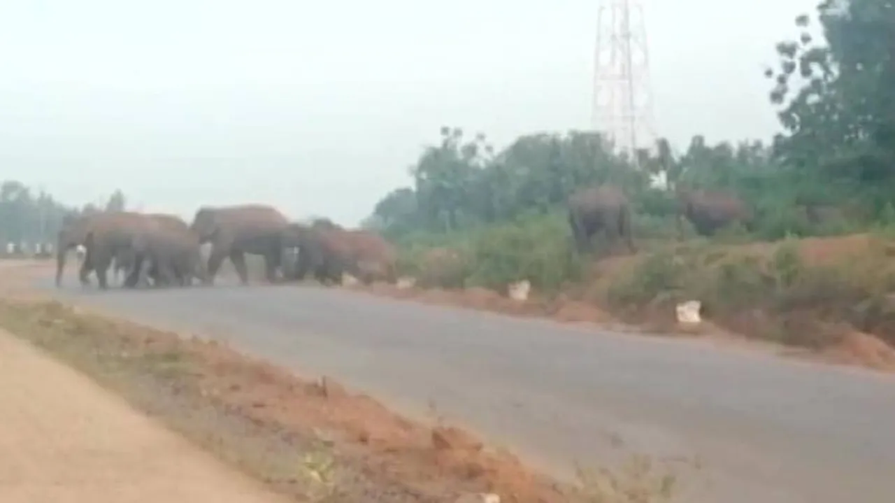 Jumbo Menace: Wild Elephant Herd Obstructs Road Communication In Athagarh