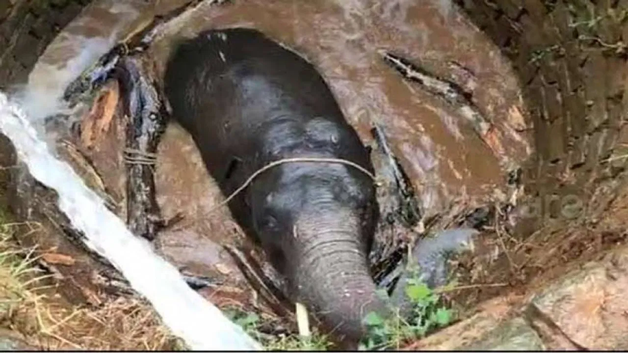 Elephant Calf Rescue From Deep Well Wins Hearts! Twitterati Amused