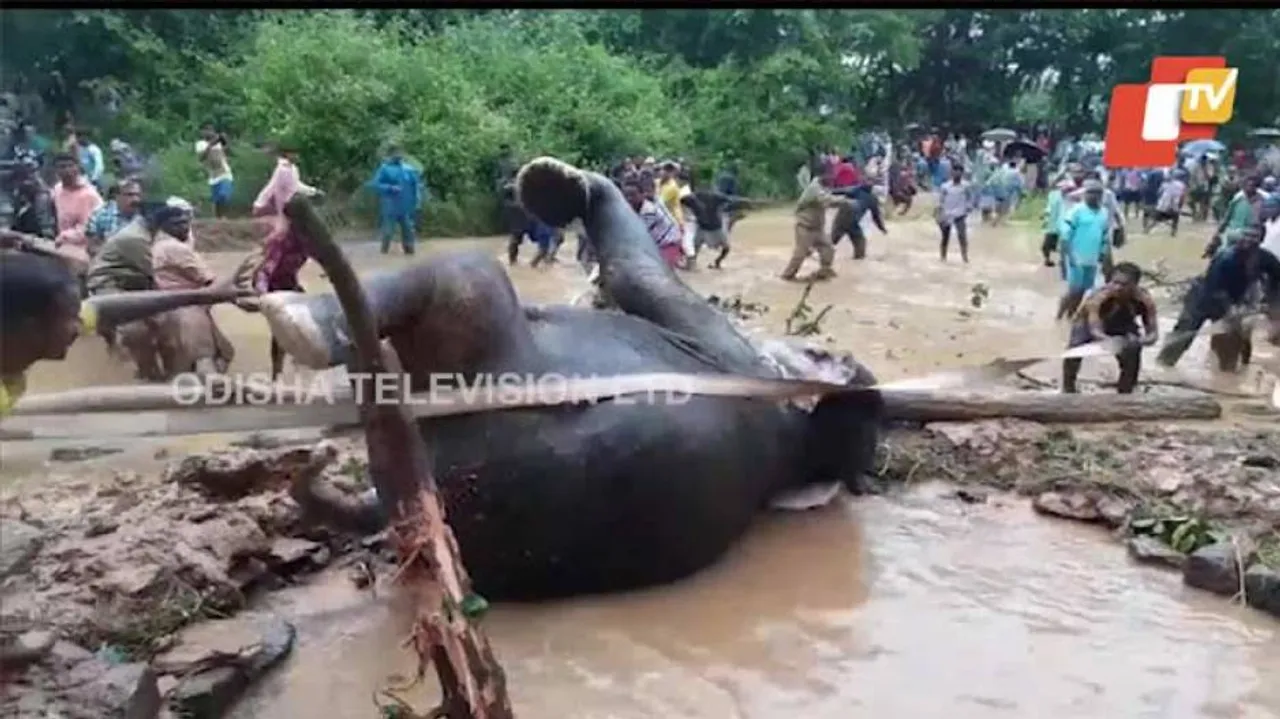 Forest, Fire Personnel With Locals Rescue Elephant From Deep Dug Well