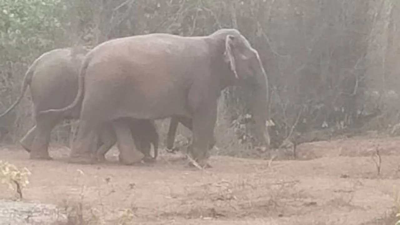 Odisha: Forest & Fire Brigade Teams Rescue Elephant Calf From Well