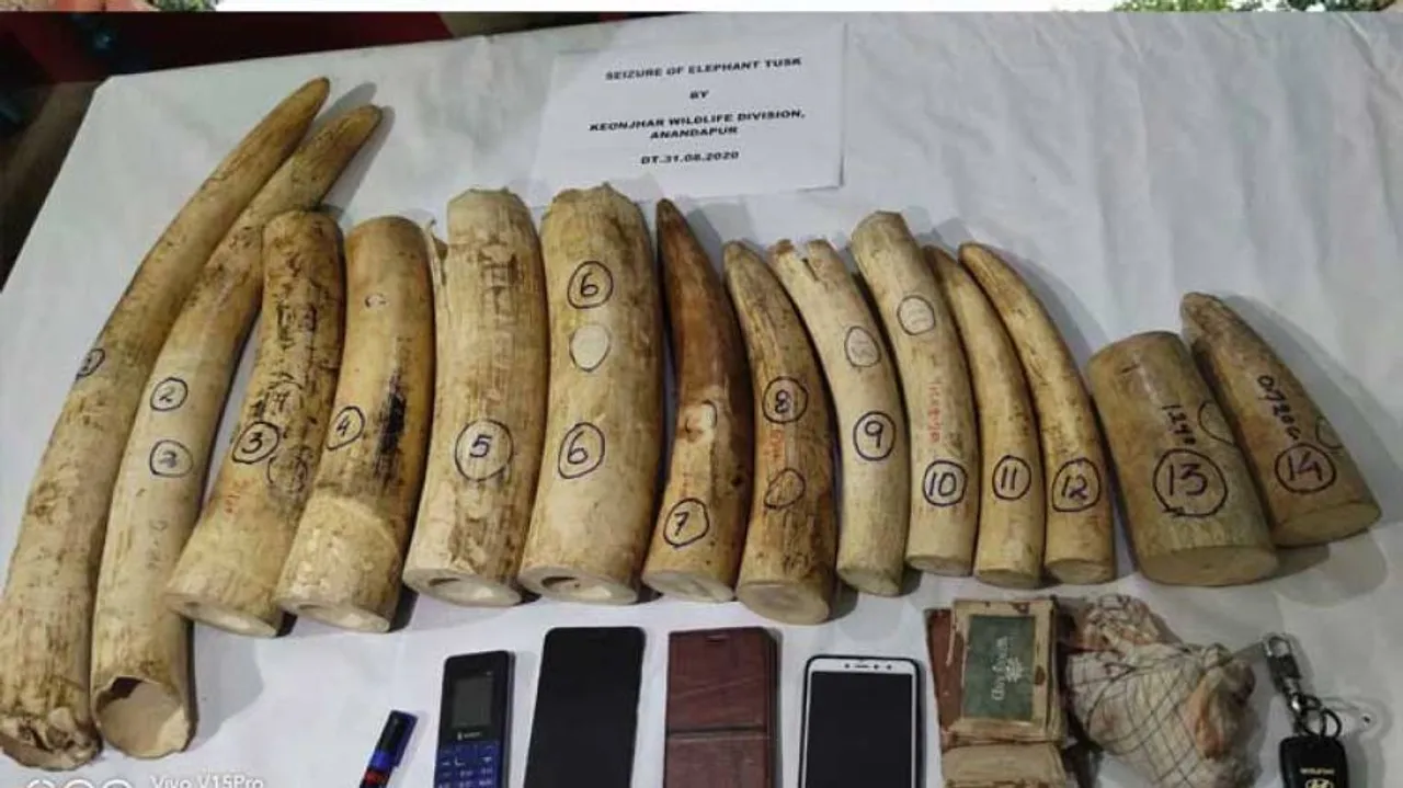 Elephant Tusks Worth Rs 10 Lakh Seized In Odisha, 3 Detained