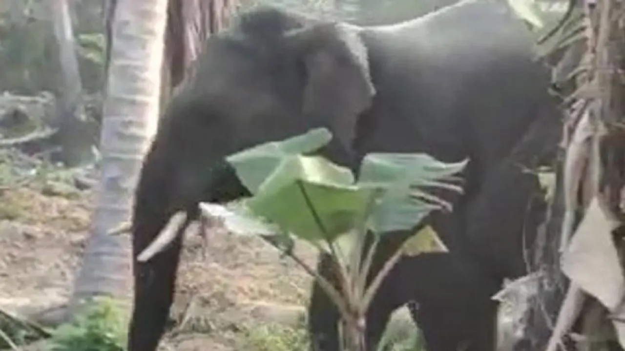 70-Year-Old Trampled To Death By Elephant In Odisha's Mayurbhanj