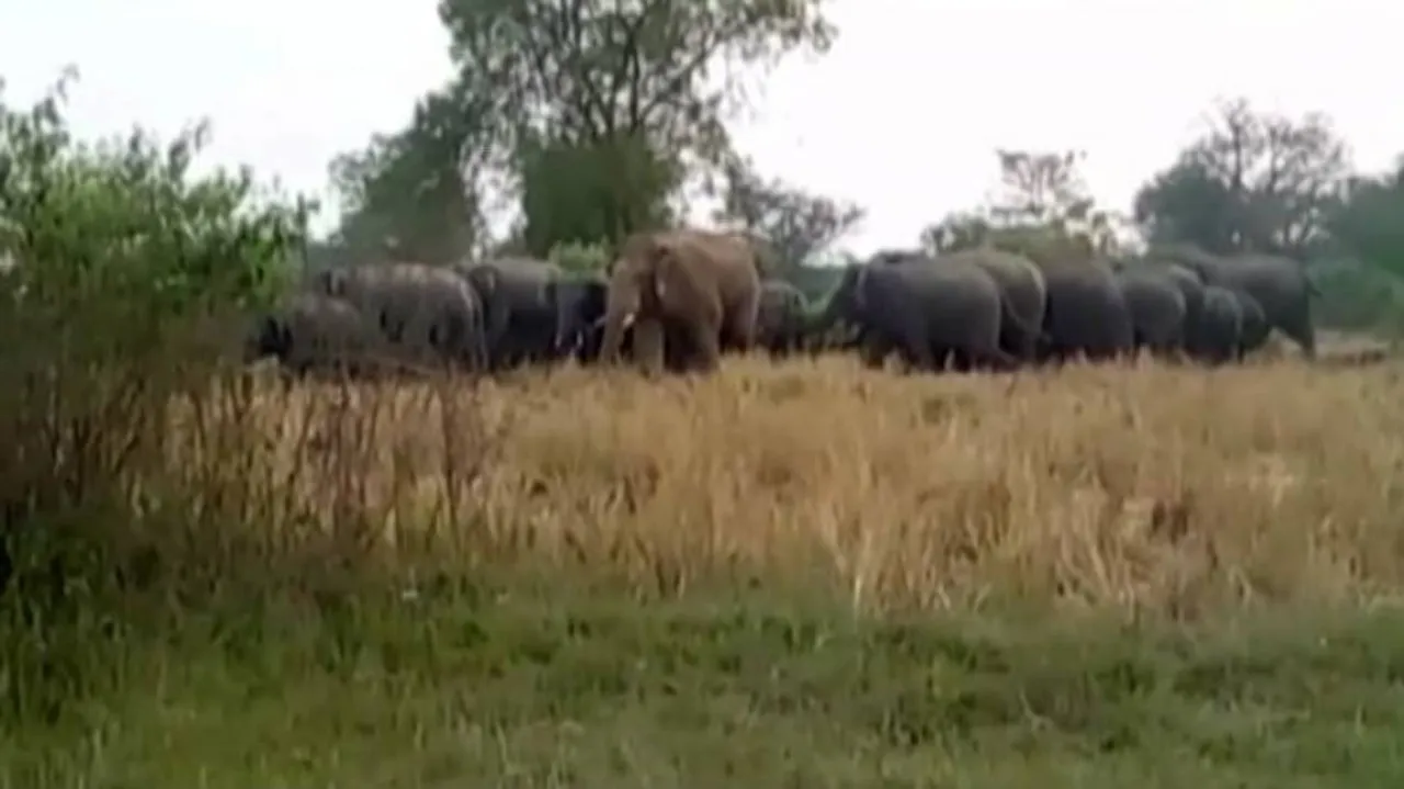Elephants damage crops in Nilagiri