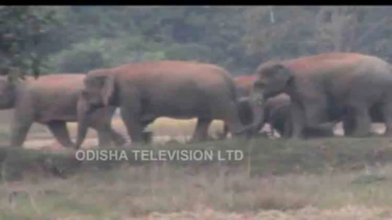 Elephants damage crops in Nilagiri; compensation within 7 days assured