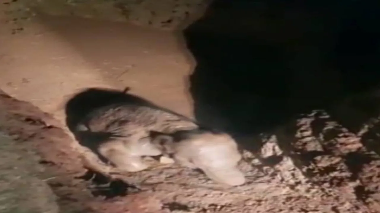Odisha: Baby Elephant Rescued From Well In Rairakhol