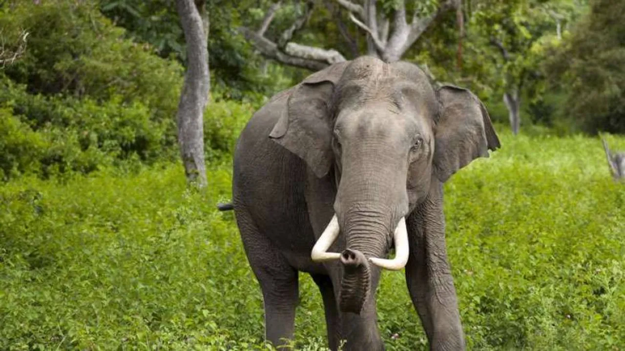 Forest officials claim poaching bid foiled in Ganjam district