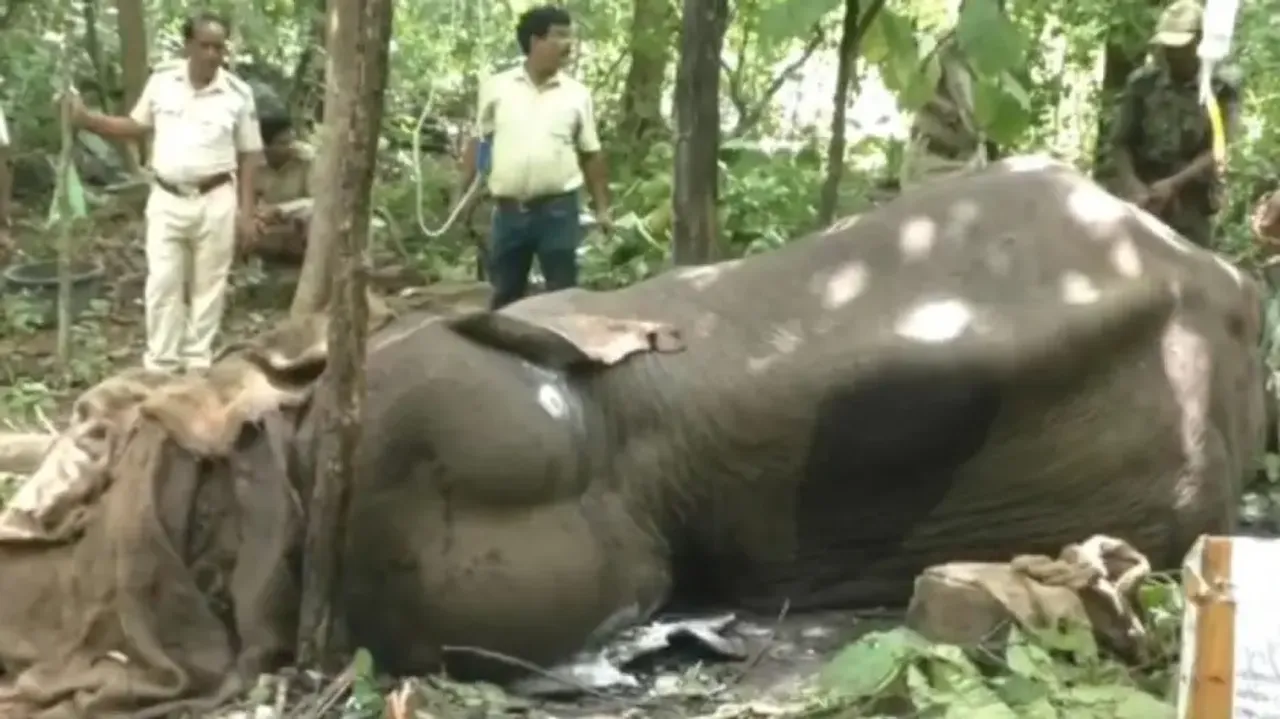 Elephant