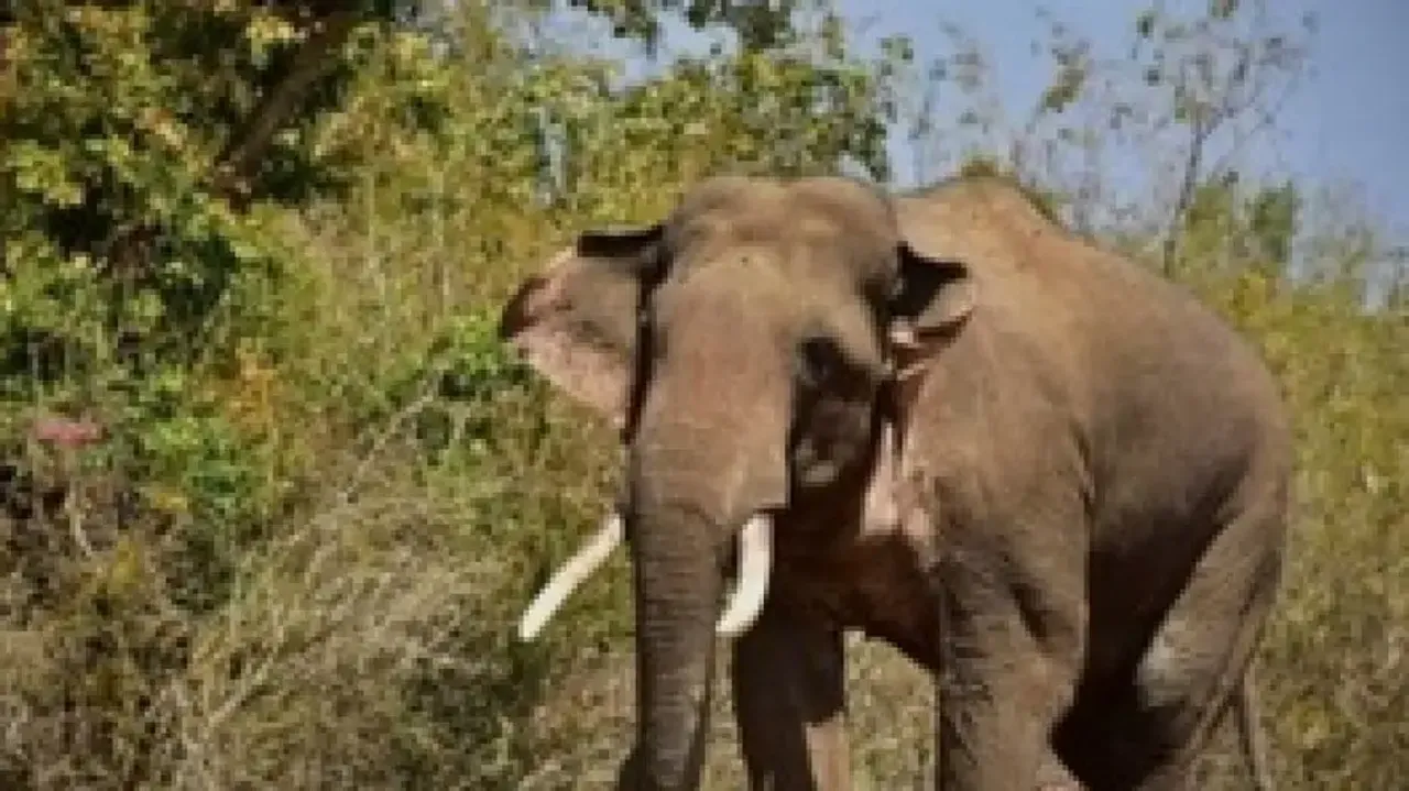 Elephant