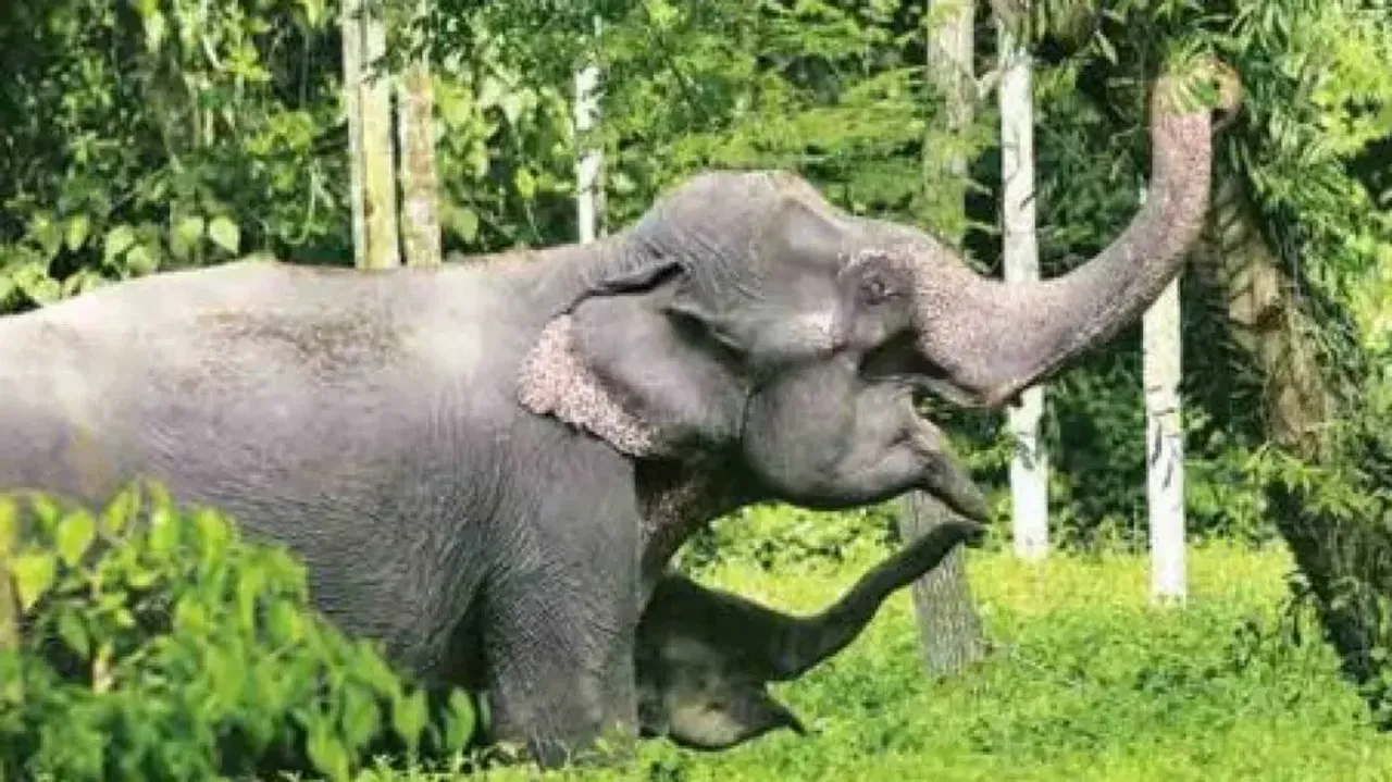 Elephant 