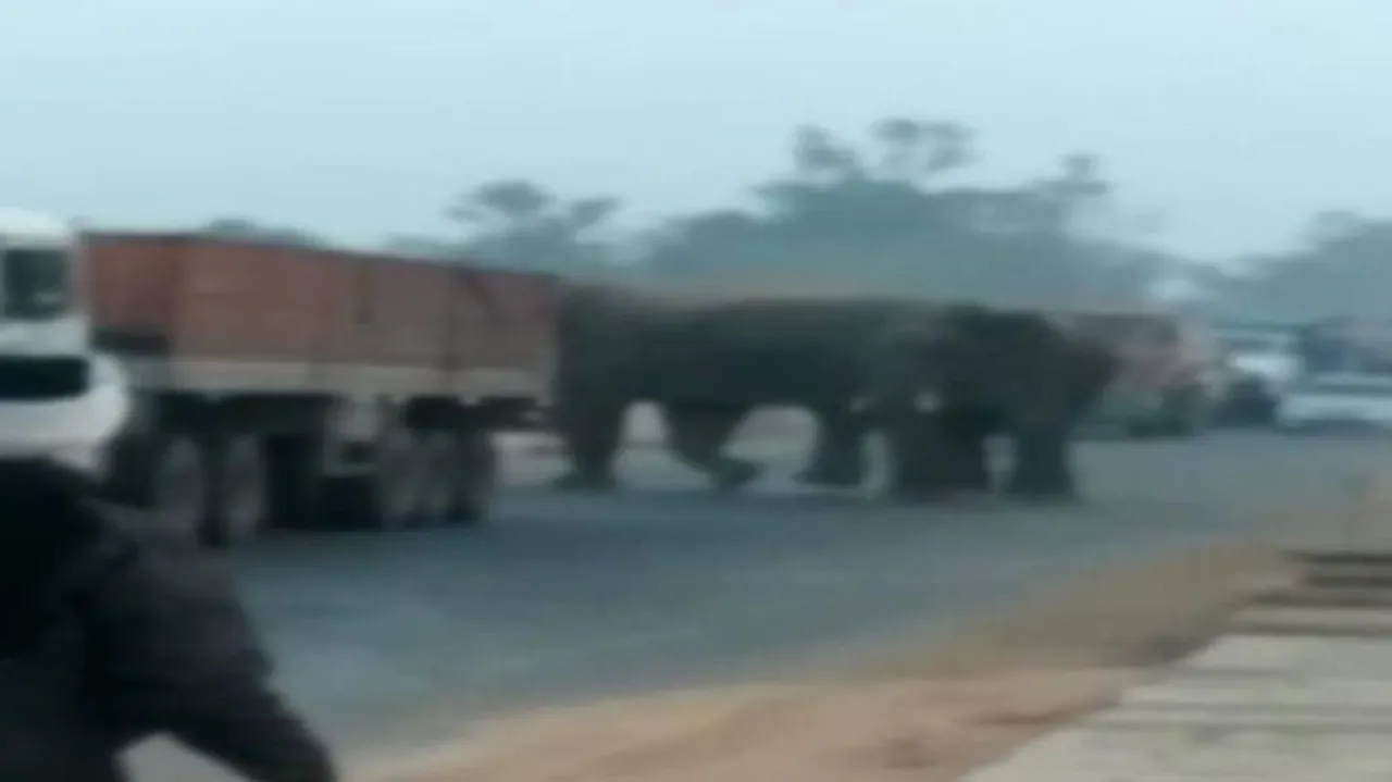 Watch: 2 Elephants Wander On NH 16 In Khordha, Traffic Halted