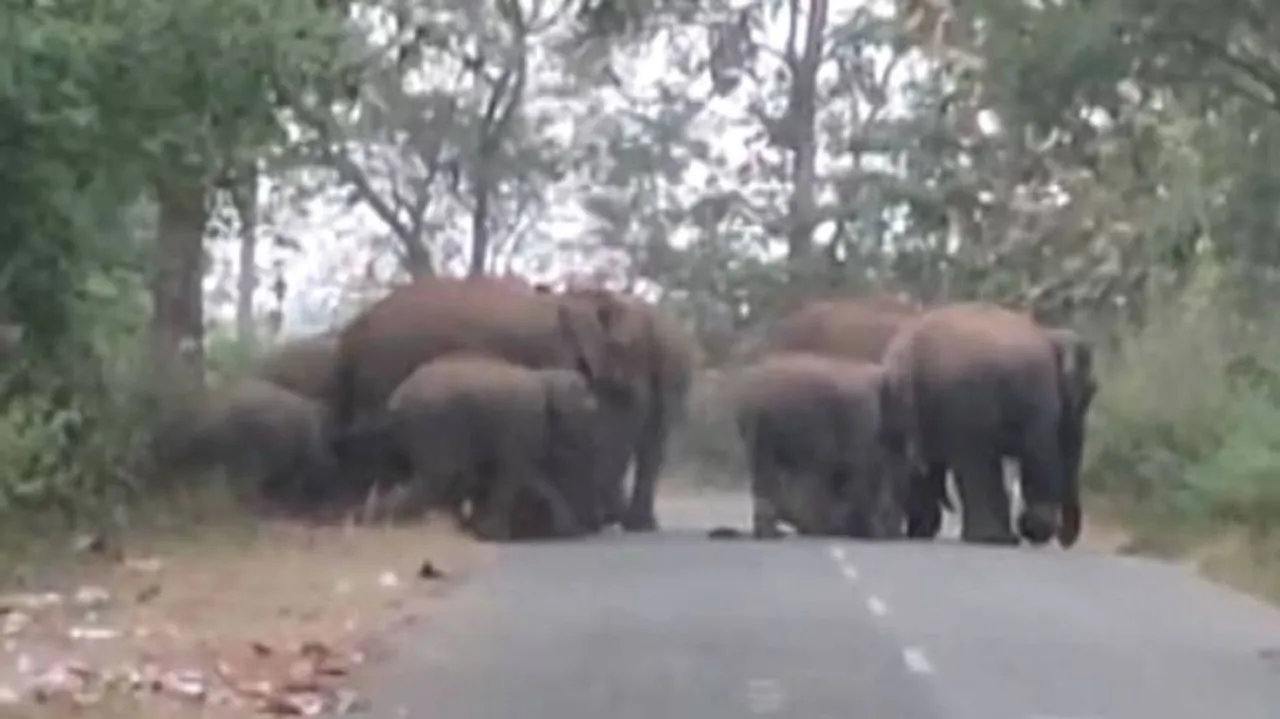 Odisha: Herd Of 30 Elephants Wreaks Havoc In Bolangir