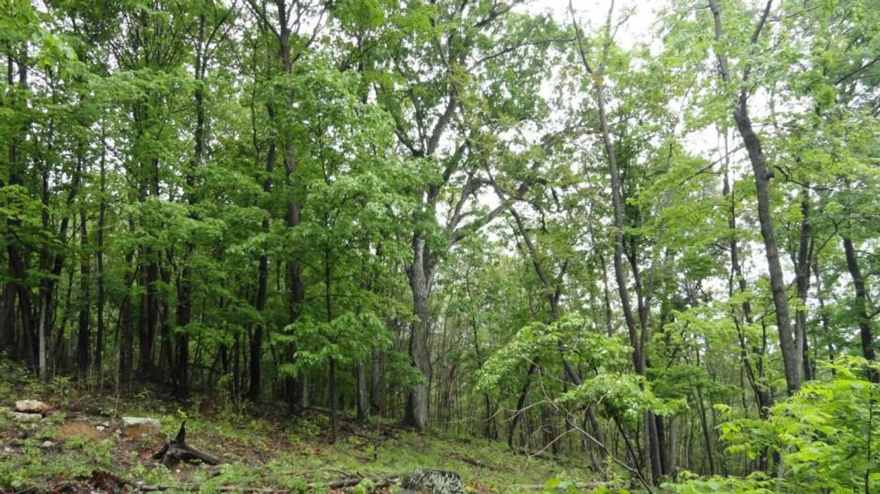 India will lose 2,305 sq km forest cover by 2025: Study
