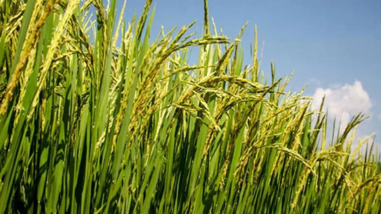 With Microsoft Cloud, CropData Helping Indian Farmers Earn Better
