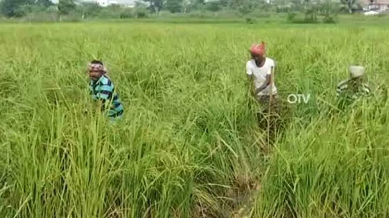 Odisha Govt Asks Collectors To Start Online Registration For Paddy Procurement