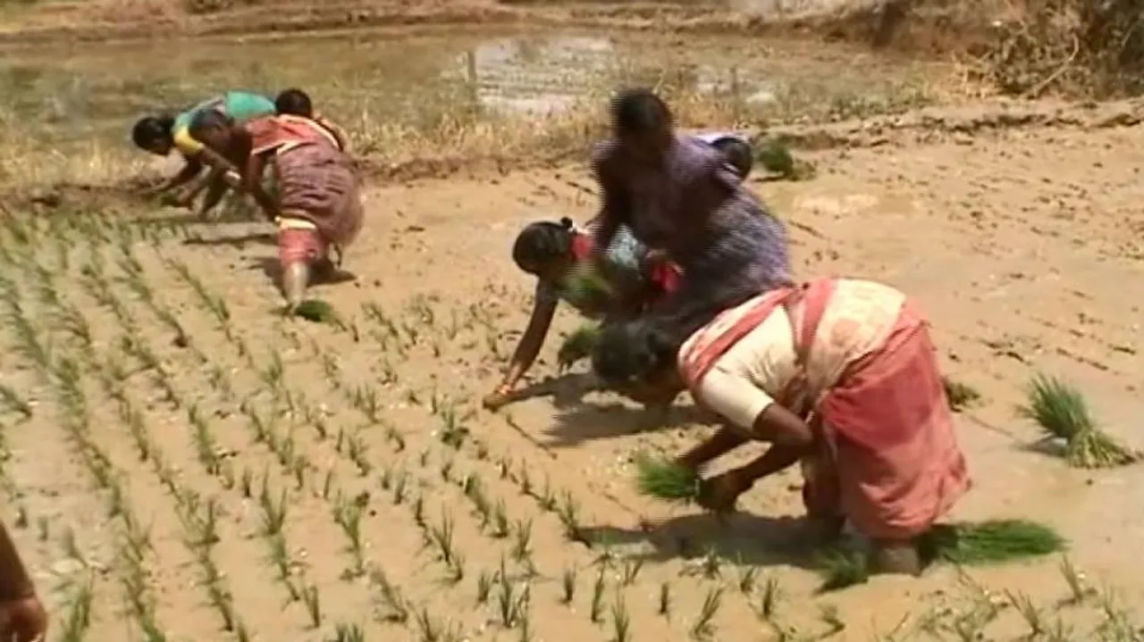 10 lakh crop loan beneficiaries untraceable in Odisha
