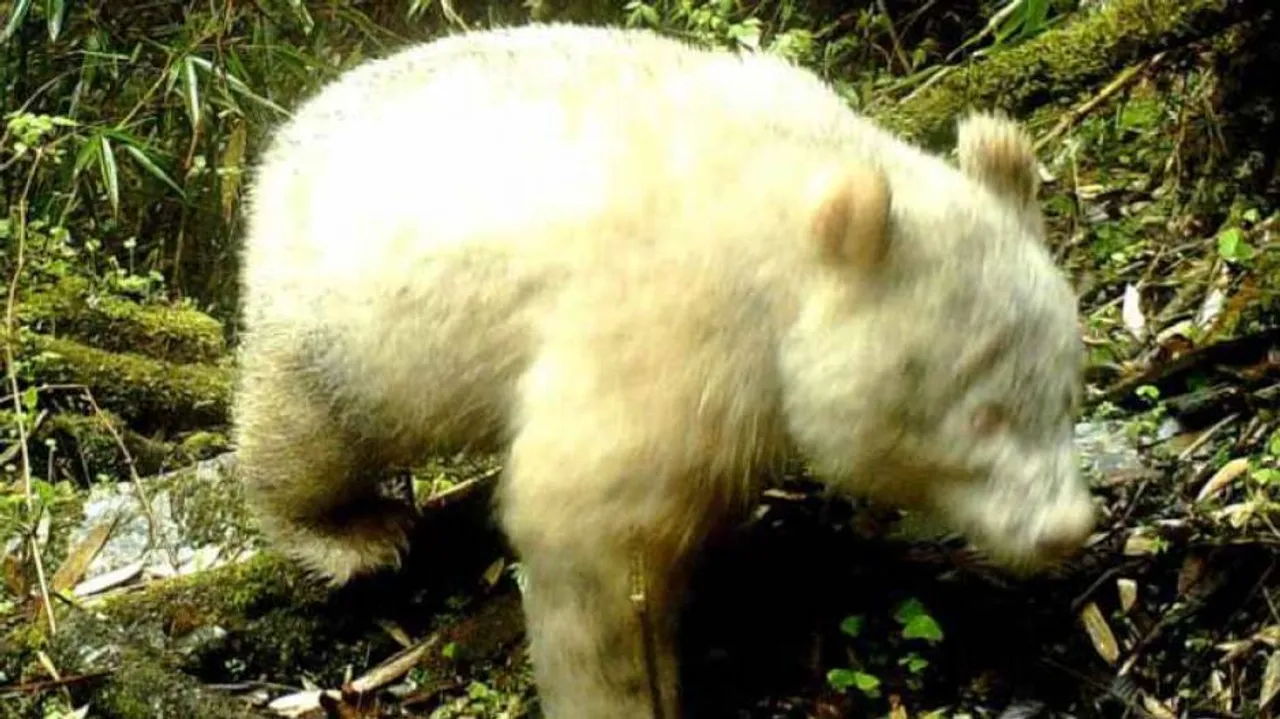 First fully albino giant panda filmed in China