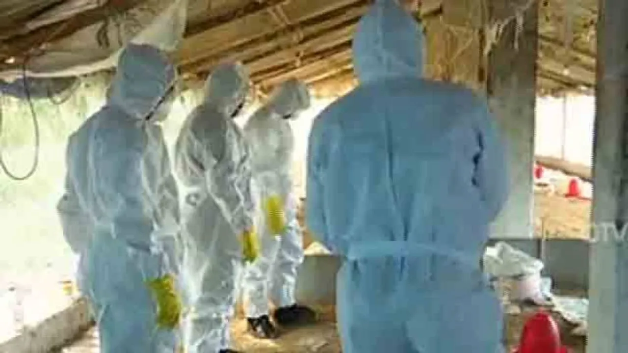 Bird flu outbreak: 5-member team begins chicken culling in Puri