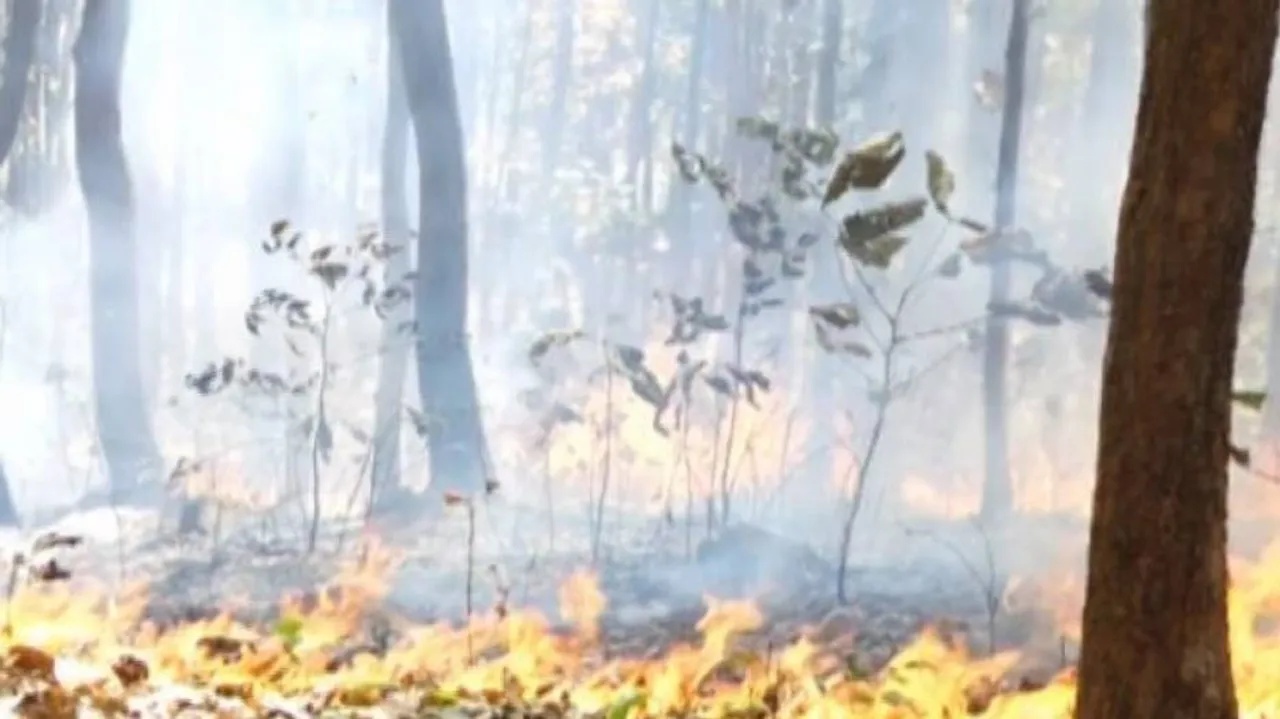 Odisha: ODRAF Teams To Control Forest Fires Across State